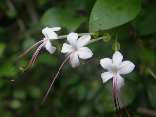 شمشاد اهوازی